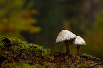 Mushrooms, one of nature's most beautiful creatures. Natural background.