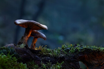 Fototapeta premium Mushrooms, one of nature's most beautiful creatures. Natural background.