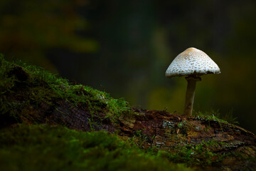 Mushrooms, one of nature's most beautiful creatures. Natural background.