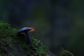 Mushrooms, one of nature's most beautiful creatures. Natural background.