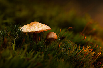 Mushrooms, one of nature's most beautiful creatures. Natural background.