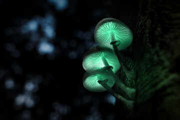 Leuchtende Pilze im Wald
