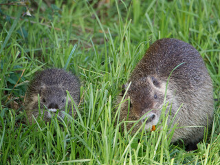 Nutria eating grass, Circeo National Park, Italy