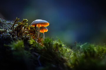 Fototapeta premium Mushrooms, one of nature's most beautiful creatures. Natural background.