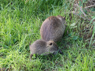 Nutria eating grass, Circeo National Park, Italy