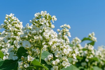 Buckwheat in Field