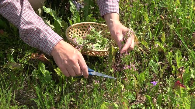 herbalist collects common centaury Centaurium erythraea medical herb 
