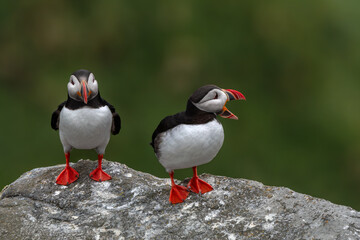 Portrait of two puffins on a rock