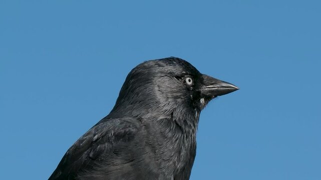 Head Shot of a Jackdaw