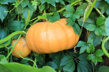 Two ripe pumpkins in the garden . Russia.