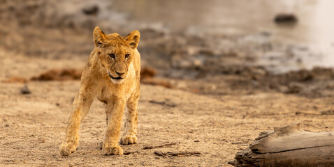 Lions in the Savannah, South Africa
