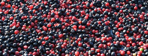 A mix of freshly harvested ripe  or blueberries, top view. Panoramic image.