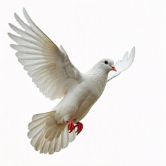 Obraz premium white dove bird flying isolated on white background