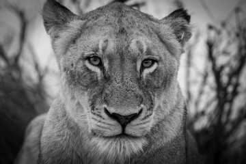 Lions in the Savannah, South Africa