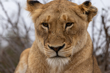 Fototapeta premium Lions in the Savannah, South Africa