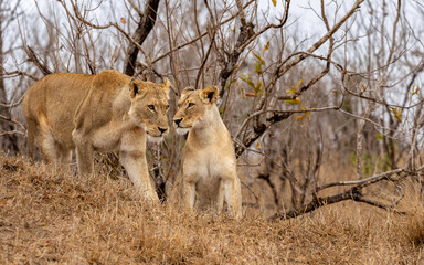 Lions in the Savannah, South Africa