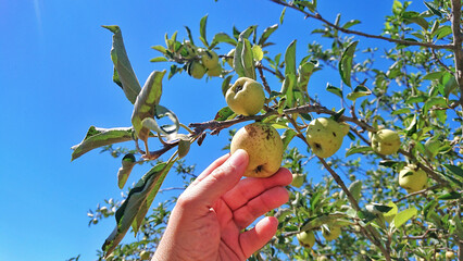 Picking a green apple from the apple tree with your hand