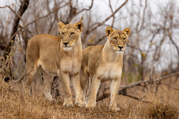 Lions in the Savannah, South Africa