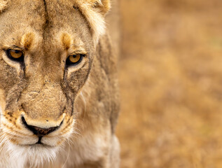 Lions in the Savannah, South Africa