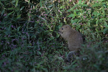 A cute little gray squirrel surrounded by a flower field