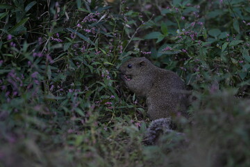 A cute little gray squirrel surrounded by a flower field