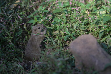A cute little gray squirrel surrounded by a flower field