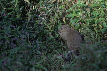 A cute little gray squirrel surrounded by a flower field