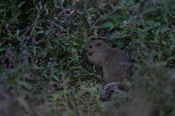 A cute little gray squirrel surrounded by a flower field