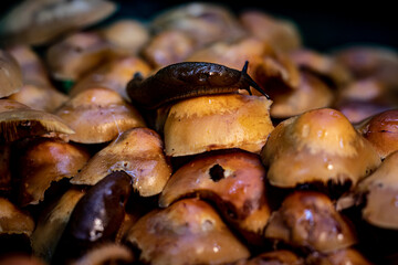 Snails feasting on wild tinder mushrooms in a forest setting