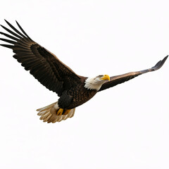 Obraz premium american bald eagle in flight against white sky