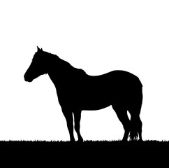 Obraz premium horse vector Sihlouette isolated on white background