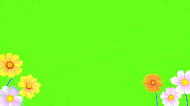 Colorful spring flowers on green screen. orange pink daisies. Floral frame animation on green screen. Floral frame animation with key color. Women's day, Valentine's Day, and Wedding day frame. Illust