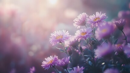 Purple flowers of asters in the garden. Selective focus