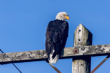 american bald eagle