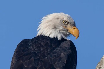 Obraz premium american bald eagle