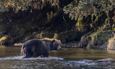 brown bear walking in the river