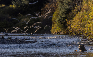 brown bear and gulls in the river