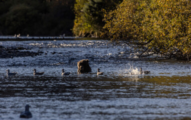 Fototapeta premium brown bear and gulls in the river