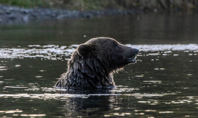 Naklejka premium brown bear in water
