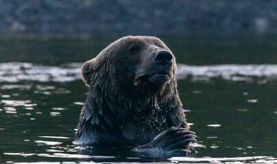 brown bear in water