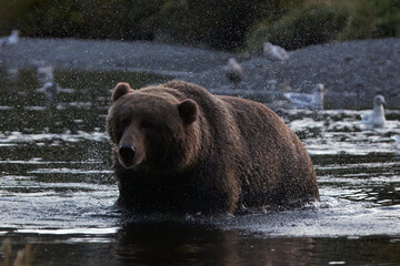 brown bear in water