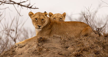 Lions in the Savannah, South Africa
