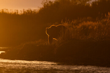 Kodiak bear in sunrise