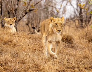 Lions in the Savannah, South Africa