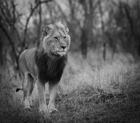 Lions in the Savannah, South Africa