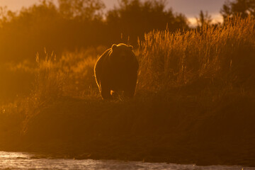 Kodiak bear in sunrise
