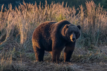 brown bear in the wild