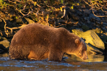 brown bear in the water