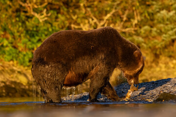 brown bear on the river