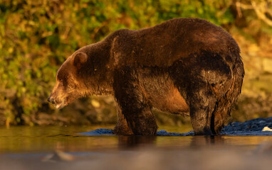 brown bear in the river